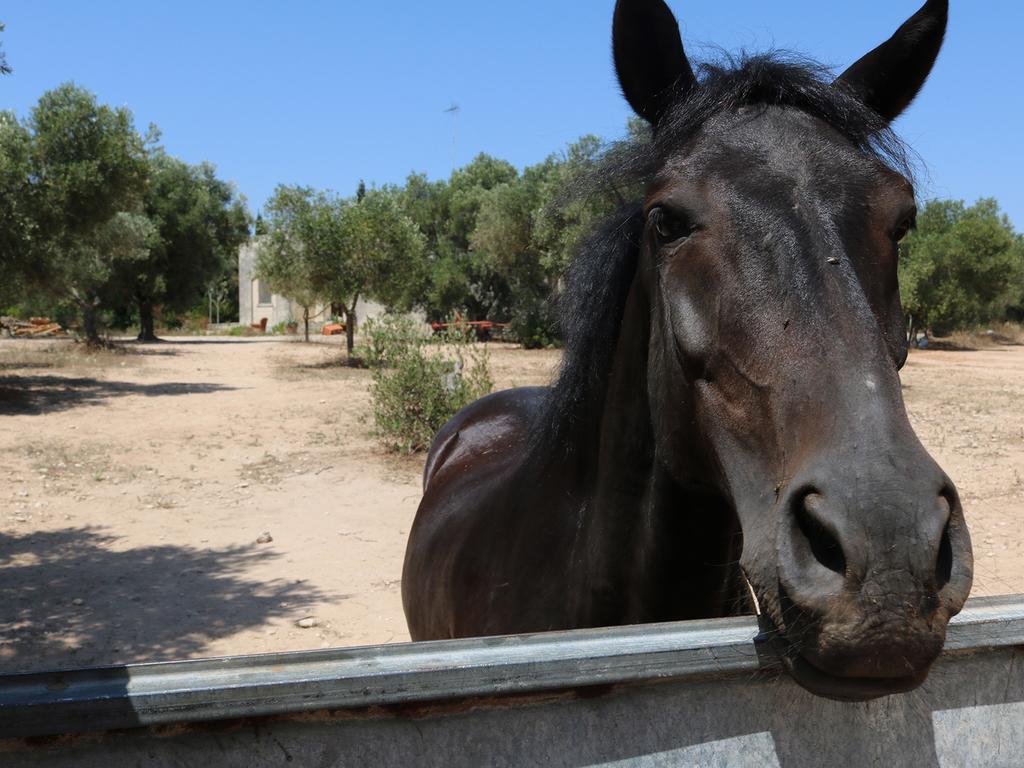 אוטרנטו La Trottoria Agriturismo מראה חיצוני תמונה